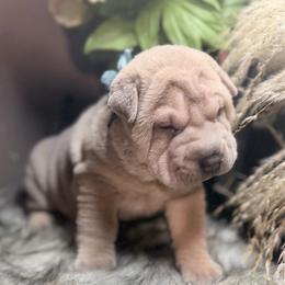 Meleys - Blue sable female Chinese Shar-Pei puppy in Lehigh Acres, Florida from Florida Wrinkles