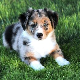 Australian Shepherd Puppies from Sliding S Australian Shepherds