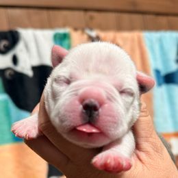 Elsa - Blue female Boston Terrier puppy in Monroeton, Pennsylvania from Molly & Hailey’s Boston Terrier Pups