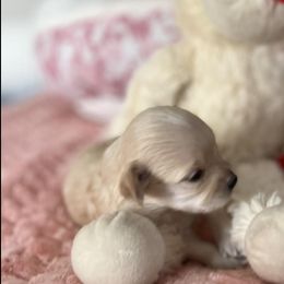 Maltipoos from Alabama Maltipoo