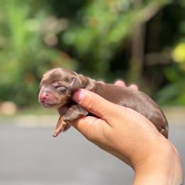 Galilea - Chocolate and tan female Dachshund puppy in Ocala, Florida from The Wiener Family