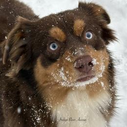 Scarlett - Red tri female Miniature Australian Shepherd puppy in Lacombe, Louisiana from Indigo River Aussies