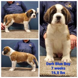 Saint Bernard Puppies from Heart Mountain Saint Bernards
