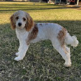 Juniper - Cavapoo