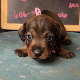 Helena - Wild boar female Dachshund puppy in Livingston, Kentucky from Illyria Dox & GSD