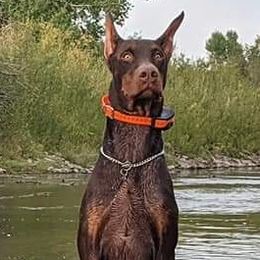 Goss - Doberman Pinscher