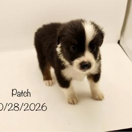 Boy 3 (Patch) - Black tri-color male Australian Shepherd puppy in Brooker, Florida from 🐾 The Great Bambino SunState Aussies!