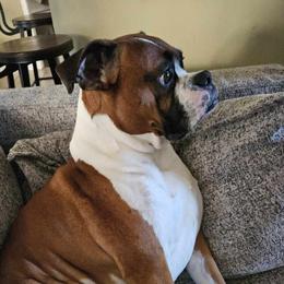 Chubbs - Boxer