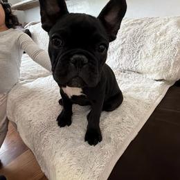 Shadow - Black and white male French Bulldog puppy in Orange, California from French Farms