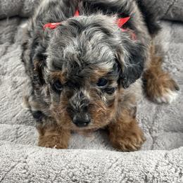 Firefly - Phantom male Poodle puppy in Henderson, Nevada from P3Puppies