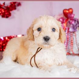 Langstrom - Red male Bernedoodle puppy in Connersville, Indiana from Deaz Doodle Ranch