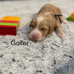 Golfer - Cream male Australian Labradoodle puppy in Alamo, Texas from QuiSal Labradoodles