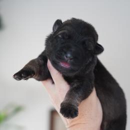 Xena - Sable female German Shepherd puppy in Coarsegold, California from Yosemite Shepherds