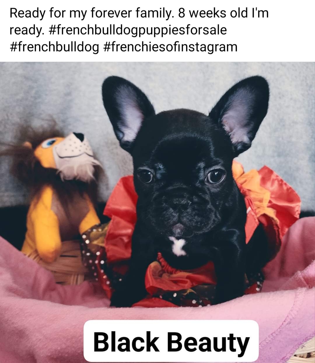 French Bulldog Puppies from TOP Bred Frenchies by Jill