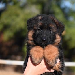 Ricky - Black and red male German Shepherd puppy in Azle, Texas from Alsup German Shepherds