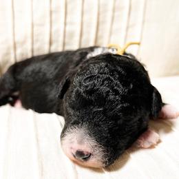 Aussiedoodle and Bernedoodle Puppies from Bella Ridge Farms & Dapper Doodles