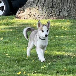 Holly - Gray and white female Pomsky puppy in Niagara Falls, New York from Sarah's Pomskies