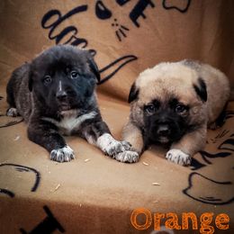 Anatolian Shepherd Dog and Australian Cattle Dog Puppies from 4D Cattle Dogs