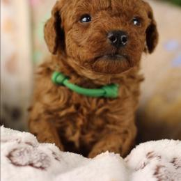 Dark green - Red  male Poodle puppy in Pottersville, Missouri from Christina Miller's Poodles