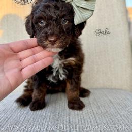 Gale - Brown and white female Bernedoodle puppy in Owasso, Oklahoma from Kallams Bernedoodles & Bernese Mountain Dogs