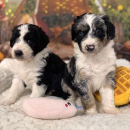 Lambo - Black and white male Aussiedoodle puppy in Dickerson, Maryland from Pawsome Aussie Doodles and Oodles
