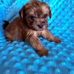 Girl 2 - Black gold and white female Shorkie puppy in Florida from Shih tzus and Shorkies Galore