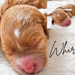 Whirly - Apricot female Goldendoodle puppy in Cleveland, Georgia from The O.G. Doodles