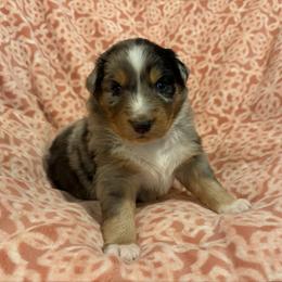 Patsy - Blue merle female Australian Shepherd puppy in Roff, Oklahoma from Circle J Aussies