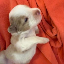 Ambrose - Yellow male Miniature Australian Shepherd puppy in Taylor, Arizona from Holy Ghost Ranch, Inc