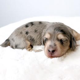 Louis - Dapple male Dachshund puppy in Redding, California from Jean & Mae Doxies
