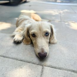 Ellie - Dachshund