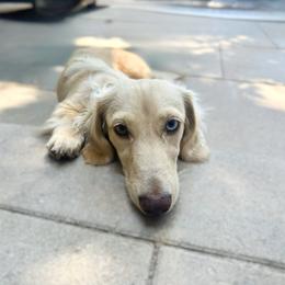 Ellie - Dachshund