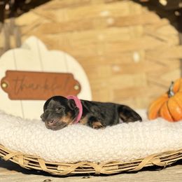 Pink - Phantom female Poodle puppy in Rome, Georgia from Victoria’s Designer Doodles