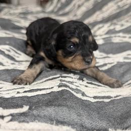 Sage Jr. - Black and tan male Cavapoo puppy in Spokane, Washington from PJE Cavs and Poos