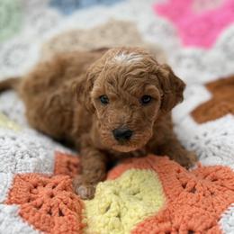 Zorah - Apricot female Goldendoodle puppy in Bentonville, Arkansas from Bentonville Doodles