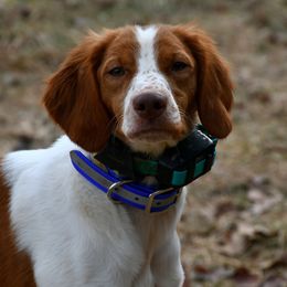 Olive - Brittany