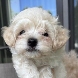 Archi - Cafe au lait male Maltipoo puppy in Hollywood, Florida from Iuliia's puppies