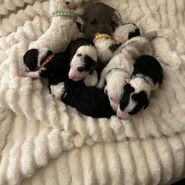 Sheepadoodle Puppies from Sadies Sheepadoodles