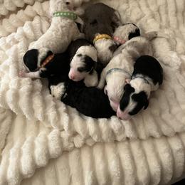 Sheepadoodle Puppies from Sadies Sheepadoodles