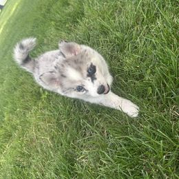 Independence- Indy - Merle female Pomsky puppy in Marshall, Minnesota from Miles of Smiles Pomskies