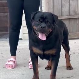 Princess - Rottweiler