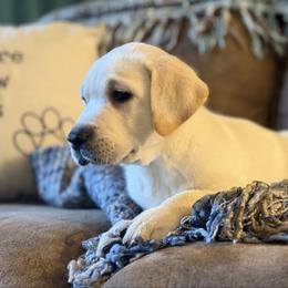 Quiver - Yellow male Labrador Retriever puppy in Sweet Home, Oregon from Knotty Creek Labradors