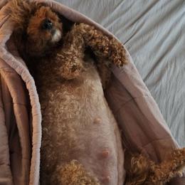 Cavapoo, Cockapoo, Goldendoodle, and Maltipoo Puppies from Perdue Puppies