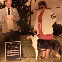 Collie Puppies from Aredhel Collies