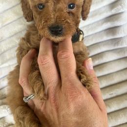 AKC WESLEY (white collar) - Red  male Poodle puppy in Dallas, Georgia from West Cobb Dogs