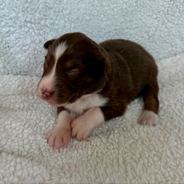 Violet - Red tri-color female Australian Shepherd puppy in Blomkest, Minnesota from Meljestic Farms