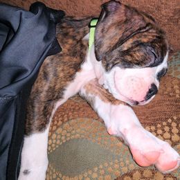 Boxer Puppies from Whynot Blue Ridge Mountain Boxer's