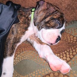 Boxer Puppies from Whynot Blue Ridge Mountain Boxer's