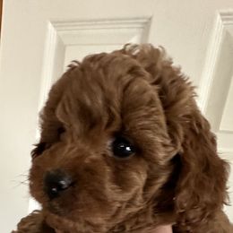 Poodle Puppies from Lucky Dog Poodles