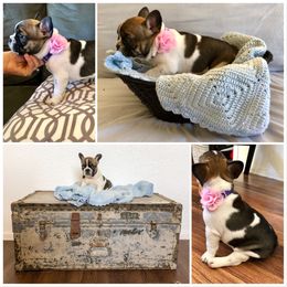 French Bulldog Puppies from Frenchie Paws